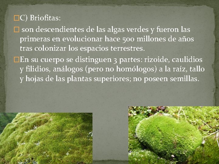 �C) Briofitas: � son descendientes de las algas verdes y fueron las primeras en