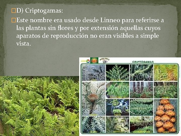 �D) Criptogamas: �Este nombre era usado desde Linneo para referirse a las plantas sin