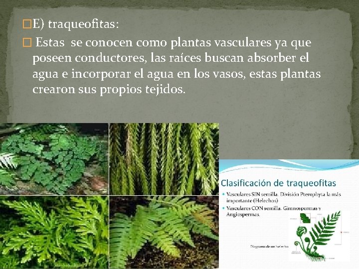 �E) traqueofitas: � Estas se conocen como plantas vasculares ya que poseen conductores, las