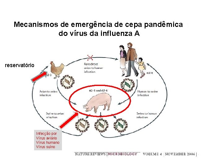 Mecanismos de emergência de cepa pandêmica do vírus da influenza A reservatório Infecção por