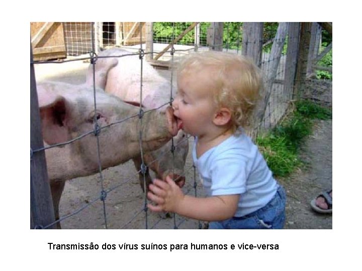 Transmissão dos vírus suínos para humanos e vice-versa 