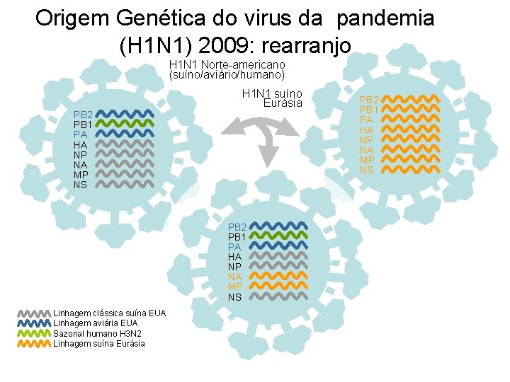 Origem Genética do virus da pandemia (H 1 N 1) 2009: rearranjo H 1