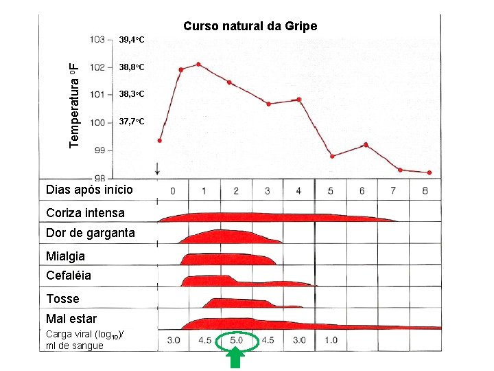 Curso natural da Gripe Temperatura o. F 39, 4 o. C 38, 8 o.