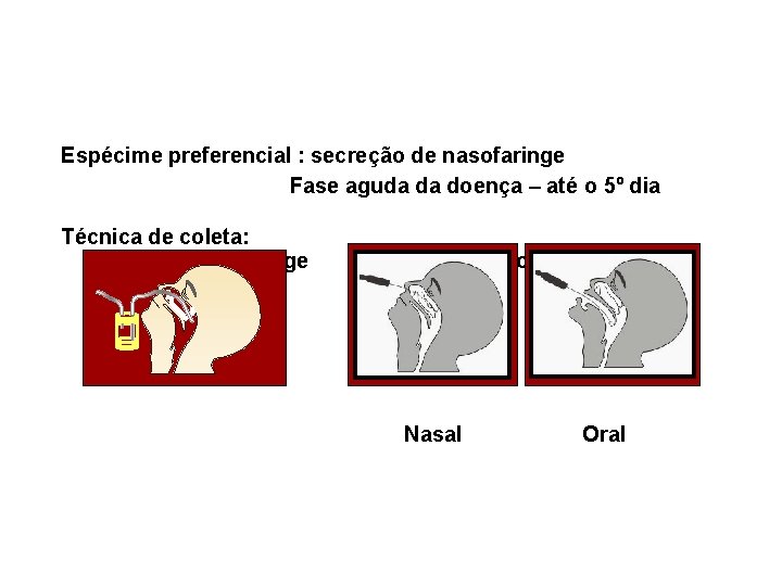  Espécime preferencial : secreção de nasofaringe Fase aguda da doença – até o