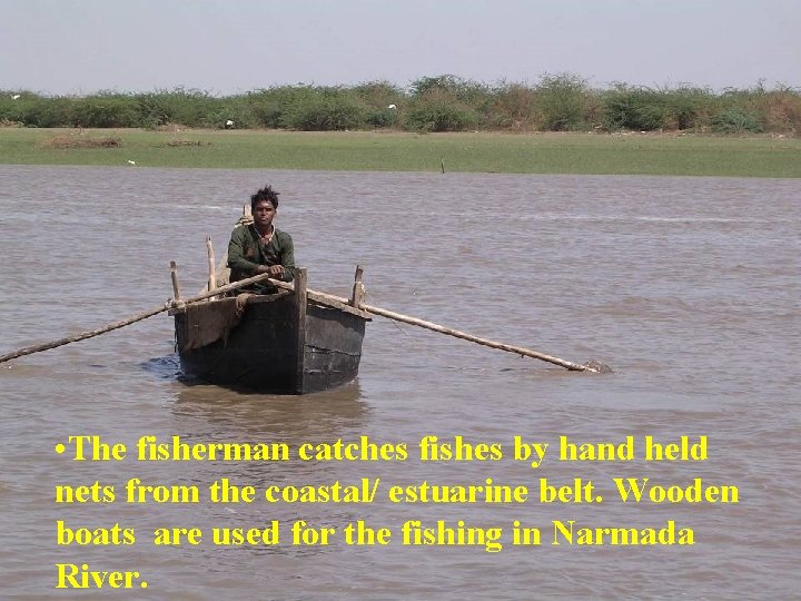  • The fisherman catches fishes by hand held nets from the coastal/ estuarine