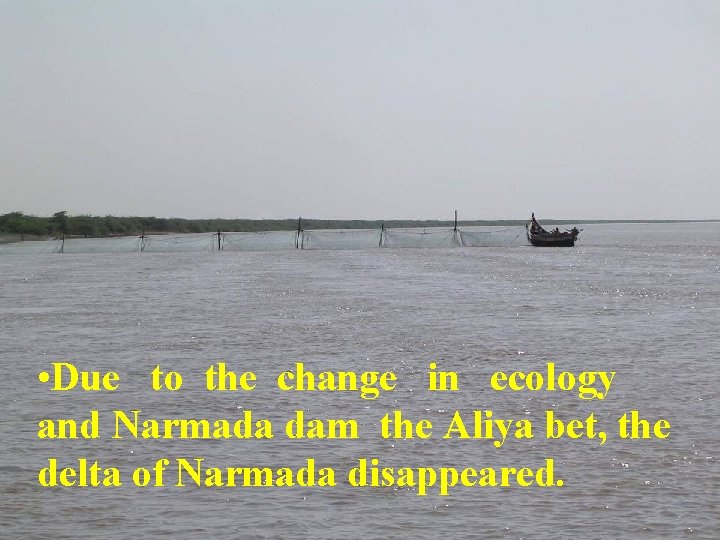  • Due to the change in ecology and Narmada dam the Aliya bet,