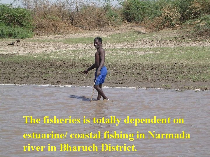 The fisheries is totally dependent on estuarine/ coastal fishing in Narmada river in Bharuch