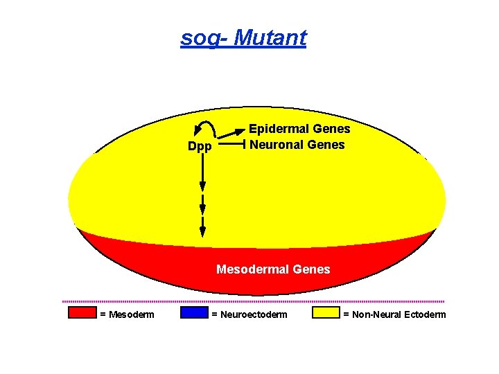 sog- Mutant Dpp Epidermal Genes Neuronal Genes Mesodermal Genes = Mesoderm = Neuroectoderm =