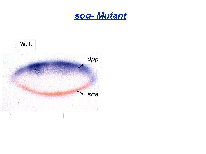 sog- Mutant 