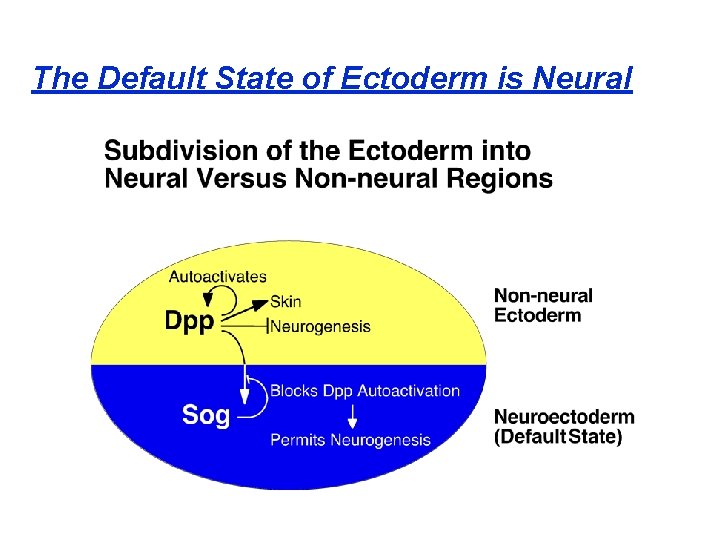 The Default State of Ectoderm is Neural 