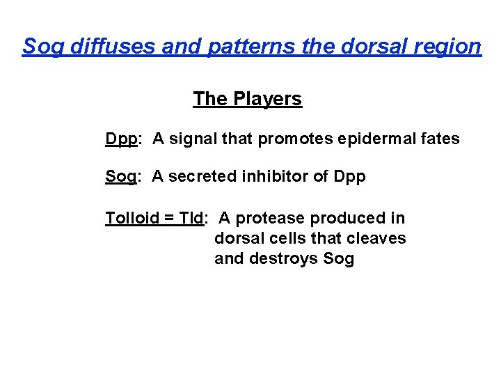 Sog diffuses and patterns the dorsal region The Players Dpp: A signal that promotes