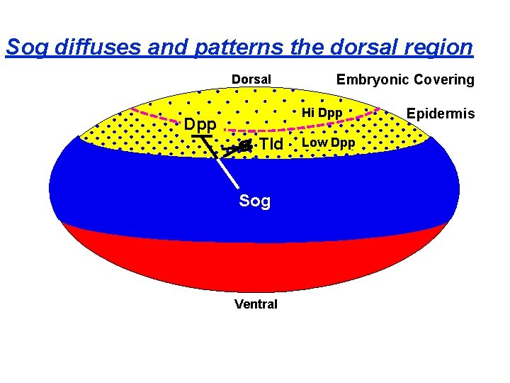 Sog diffuses and patterns the dorsal region Dorsal Embryonic Covering Hi Dpp Tld Sog