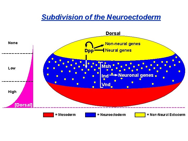 Subdivision of the Neuroectoderm Dorsal None Non-neural genes Dpp Neural genes Msh Low Ind