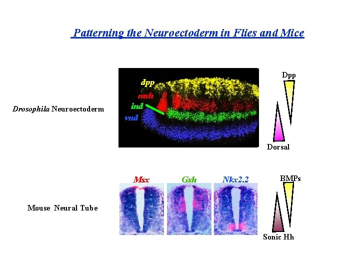 Patterning the Neuroectoderm in Flies and Mice Drosophila Neuroectoderm Dpp dpp msh ind vnd