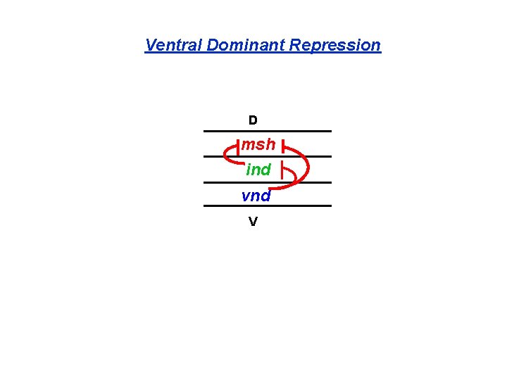 Ventral Dominant Repression D msh ind vnd V 