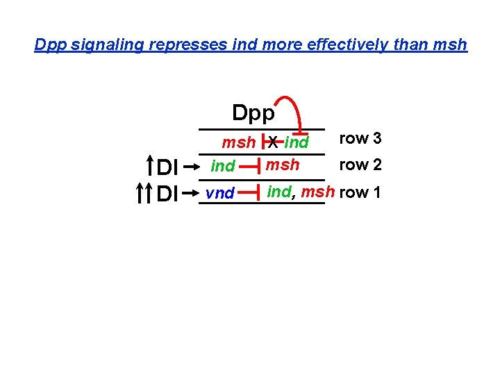 Dpp signaling represses ind more effectively than msh Dpp Dl Dl msh X ind