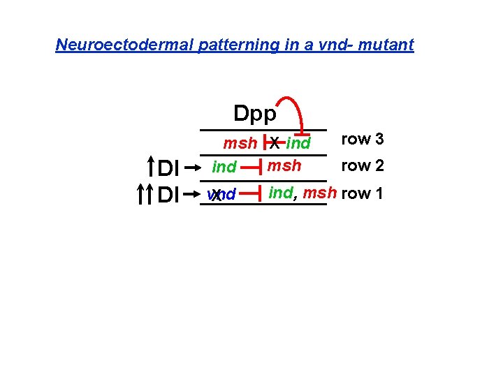Neuroectodermal patterning in a vnd- mutant Dpp Dl Dl msh X ind msh ind