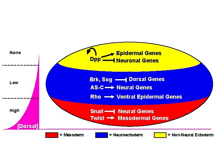 None Dpp Epidermal Genes Neuronal Genes Dorsal Genes Brk, Sog AS-C Neural Genes Low