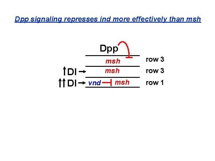 Dpp signaling represses ind more effectively than msh Dpp Dl Dl msh vnd msh