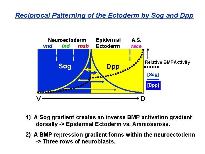 Reciprocal Patterning of the Ectoderm by Sog and Dpp Neuroectoderm vnd ind msh Sog