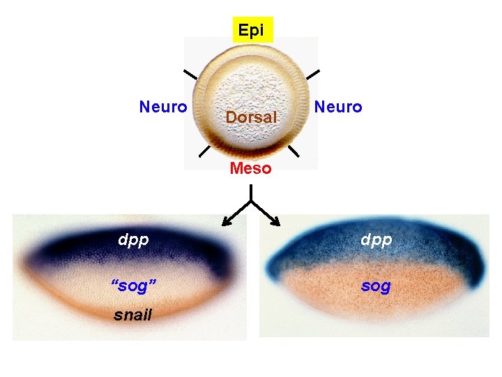 Epi Neuro Dorsal Neuro Meso dpp “sog” sog snail 