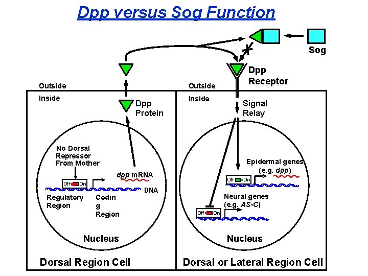 Dpp versus Sog Function Sog Dpp Receptor Outside Inside Dpp Protein Inside Signal Relay