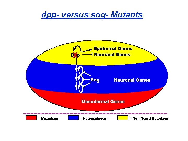 dpp- versus sog- Mutants X Dpp Epidermal Genes Neuronal Genes Sog Neuronal Genes Mesodermal