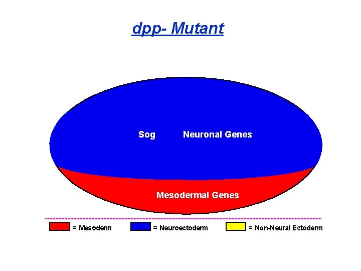 dpp- Mutant Sog Neuronal Genes Mesodermal Genes = Mesoderm = Neuroectoderm = Non-Neural Ectoderm