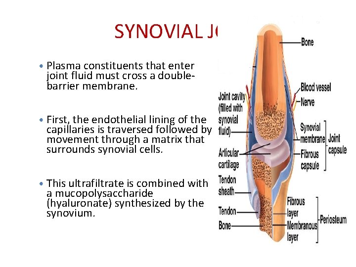 SYNOVIAL JOINT • Plasma constituents that enter joint fluid must cross a doublebarrier membrane.