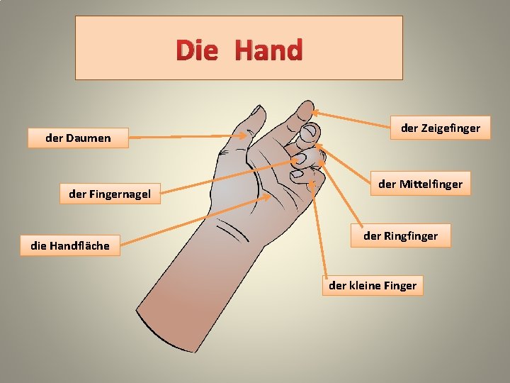 Die Hand der Daumen der Fingernagel die Handfläche der Zeigefinger der Mittelfinger der Ringfinger