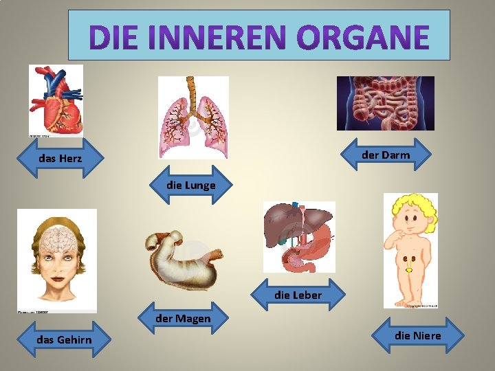 der Darm das Herz die Lunge die Leber der Magen das Gehirn die Niere