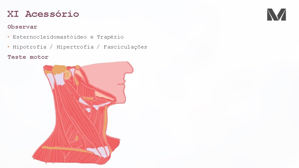 XI Acessório Observar • Esternocleidomastóideo e Trapézio • Hipotrofia / Hipertrofia / Fasciculações Teste