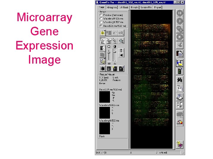 Microarray Gene Expression Image 