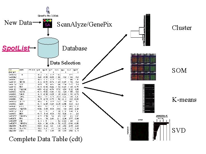 New Data Spot. List Scan. Alyze/Gene. Pix Cluster Database Data Selection SOM K-means SVD
