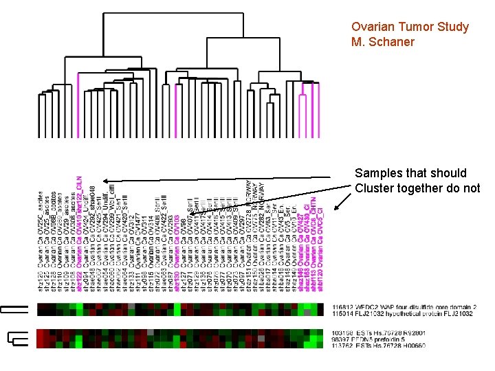 Ovarian Tumor Study M. Schaner Samples that should Cluster together do not 