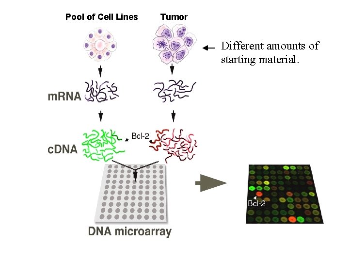 Pool of Cell Lines Tumor Different amounts of starting material. 