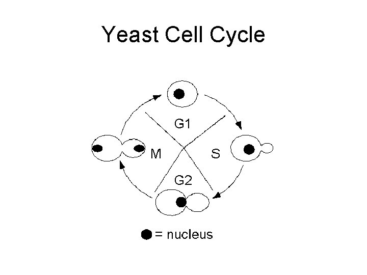 Yeast Cell Cycle 