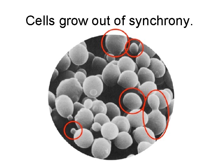 Cells grow out of synchrony. Cells grow out of synchrony.
