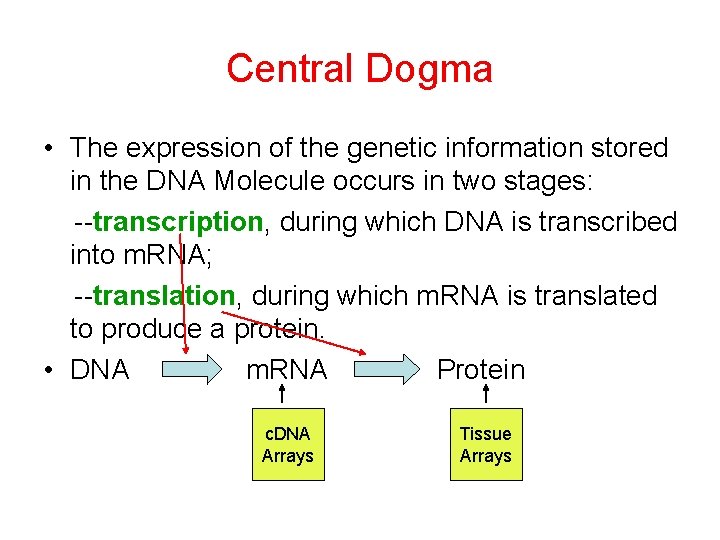 Central Dogma • The expression of the genetic information stored in the DNA Molecule