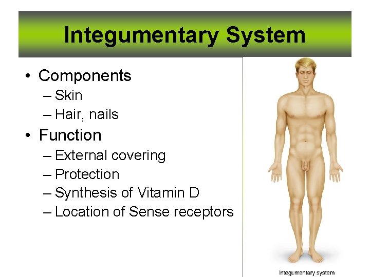 Integumentary System • Components – Skin – Hair, nails • Function – External covering