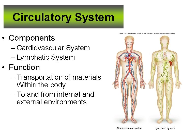 Circulatory System • Components – Cardiovascular System – Lymphatic System • Function – Transportation