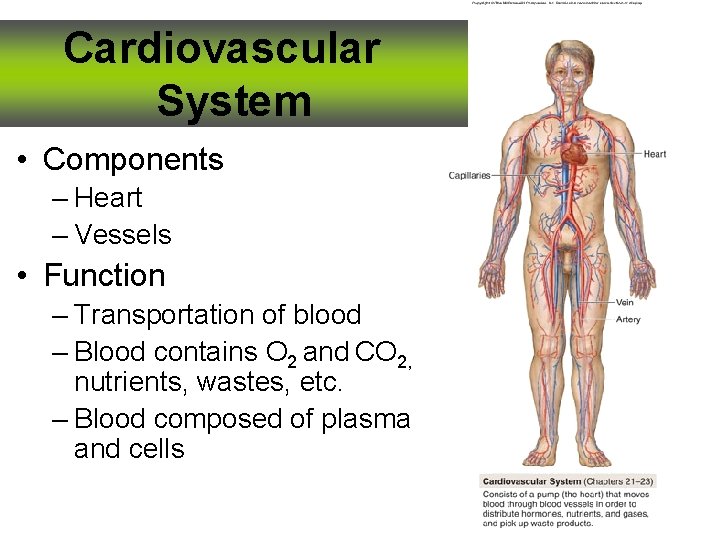 Cardiovascular System • Components – Heart – Vessels • Function – Transportation of blood