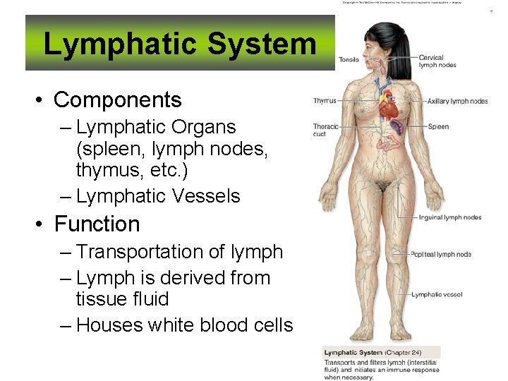 Lymphatic System • Components – Lymphatic Organs (spleen, lymph nodes, thymus, etc. ) –