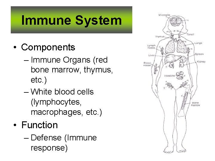 Immune System • Components – Immune Organs (red bone marrow, thymus, etc. ) –
