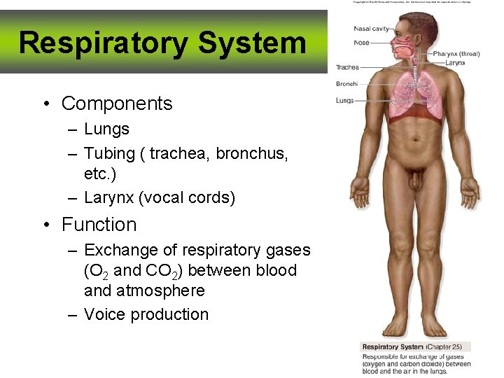 Respiratory System • Components – Lungs – Tubing ( trachea, bronchus, etc. ) –