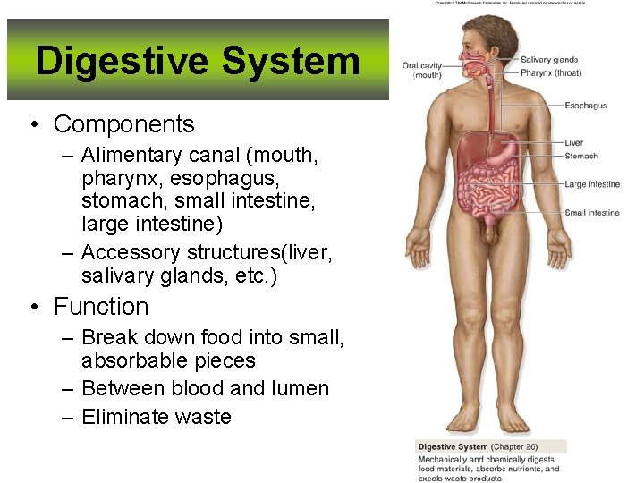 Digestive System • Components – Alimentary canal (mouth, pharynx, esophagus, stomach, small intestine, large
