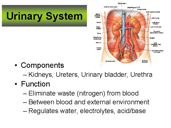 Urinary System • Components – Kidneys, Ureters, Urinary bladder, Urethra • Function – Eliminate