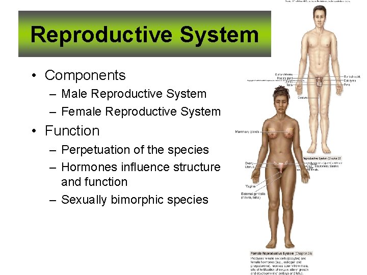 Reproductive System • Components – Male Reproductive System – Female Reproductive System • Function