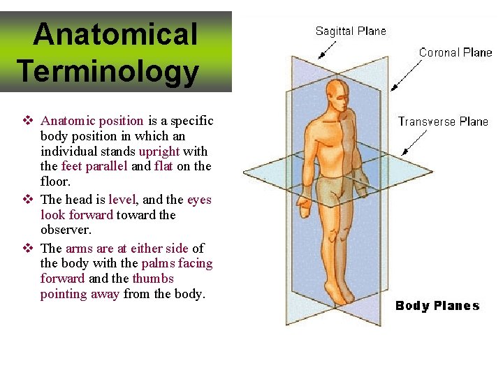 Anatomical Terminology v Anatomic position is a specific body position in which an individual