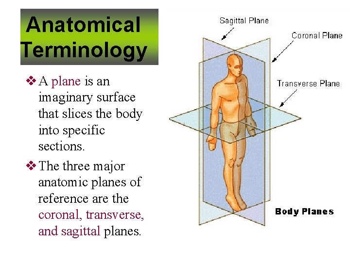 Anatomical Terminology v A plane is an imaginary surface that slices the body into